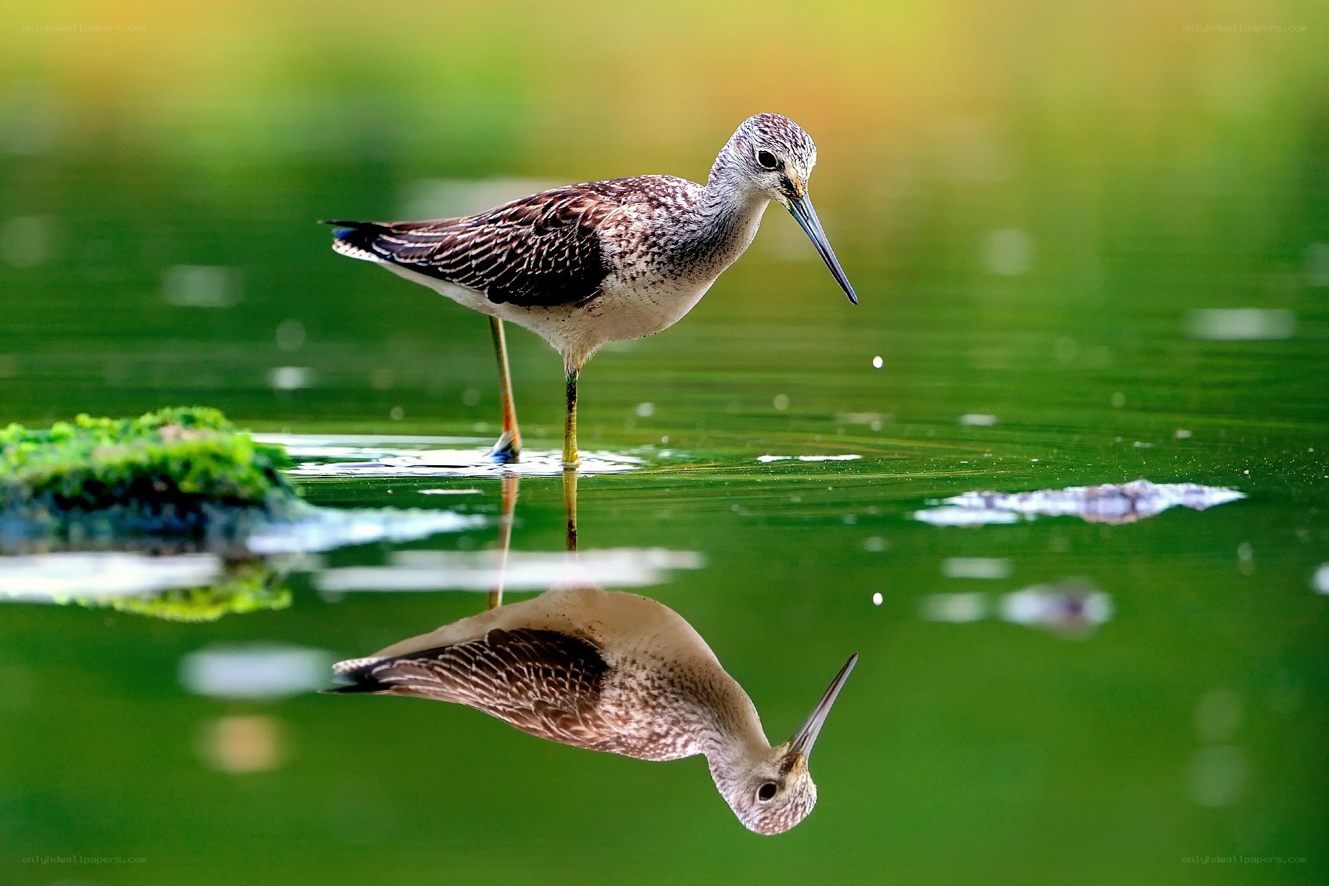 Bird standing in water