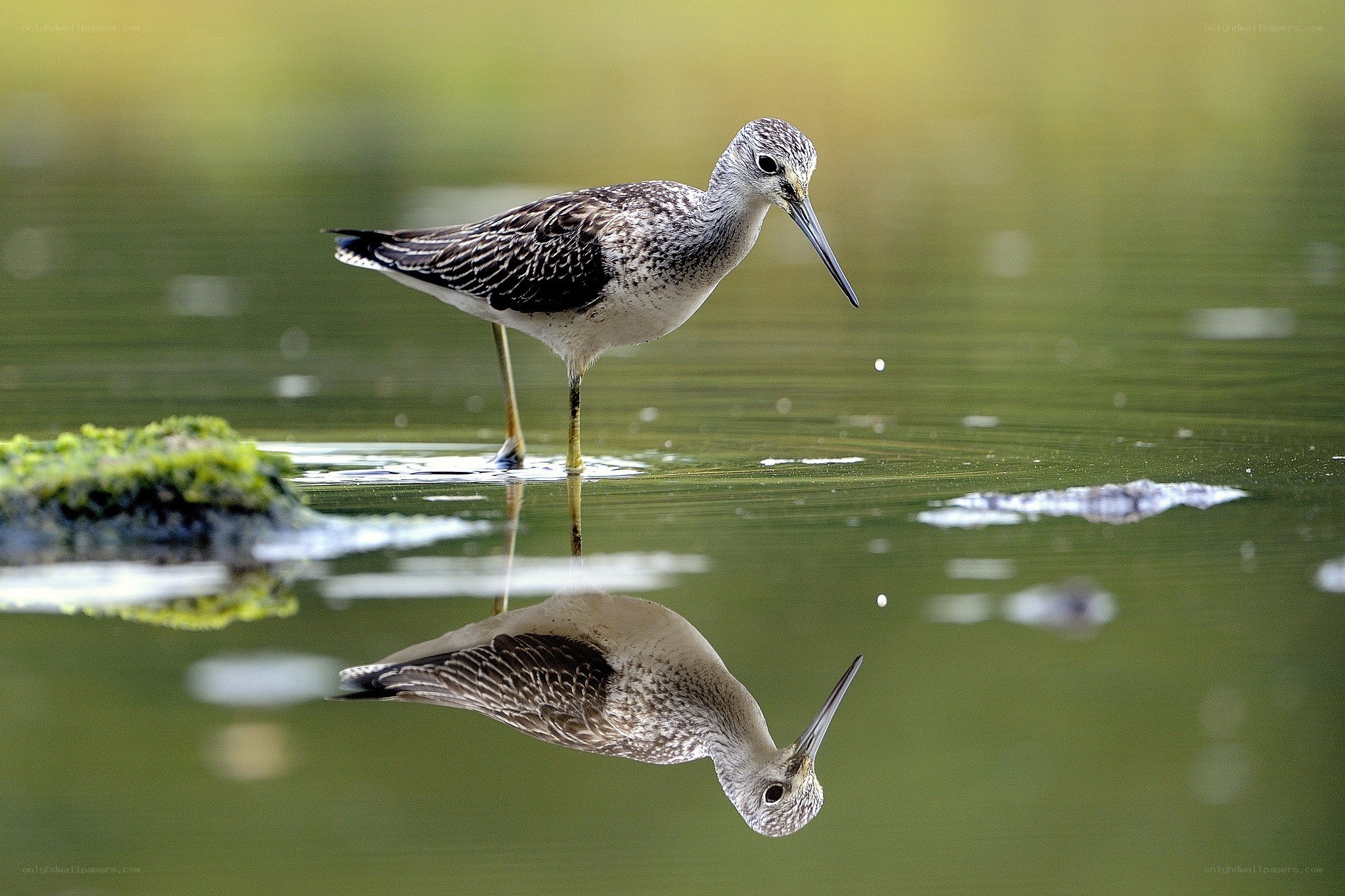 Bird standing in water