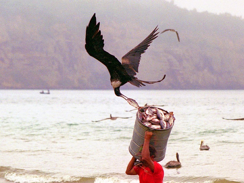 Bird steals fish from bucket