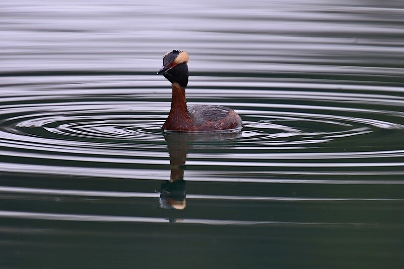 bird swimming in calm water