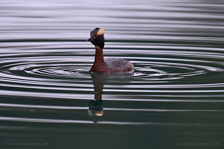 bird swimming in calm water