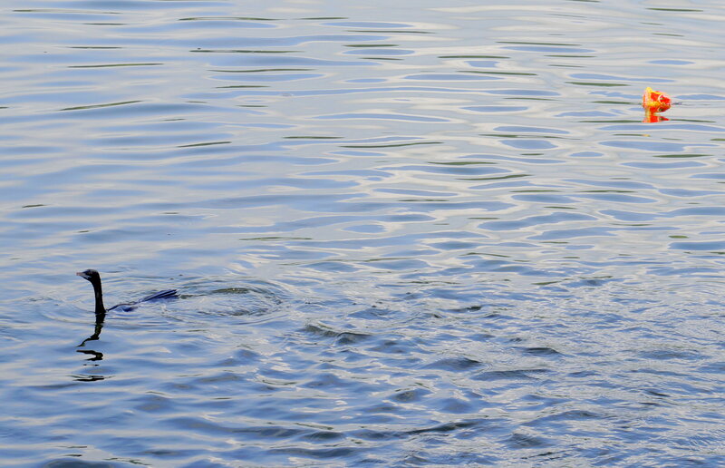 Bird Swimming in Water