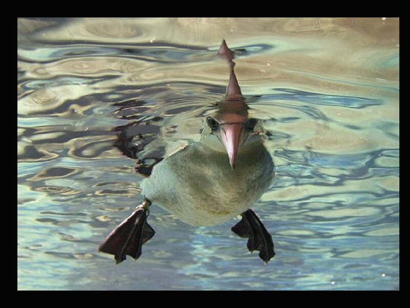 bird swimming underwater