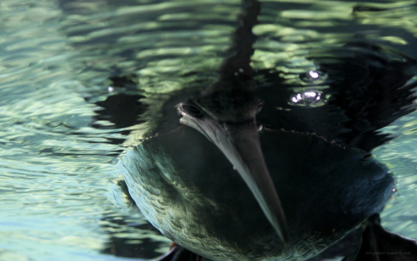 bird swimming underwater