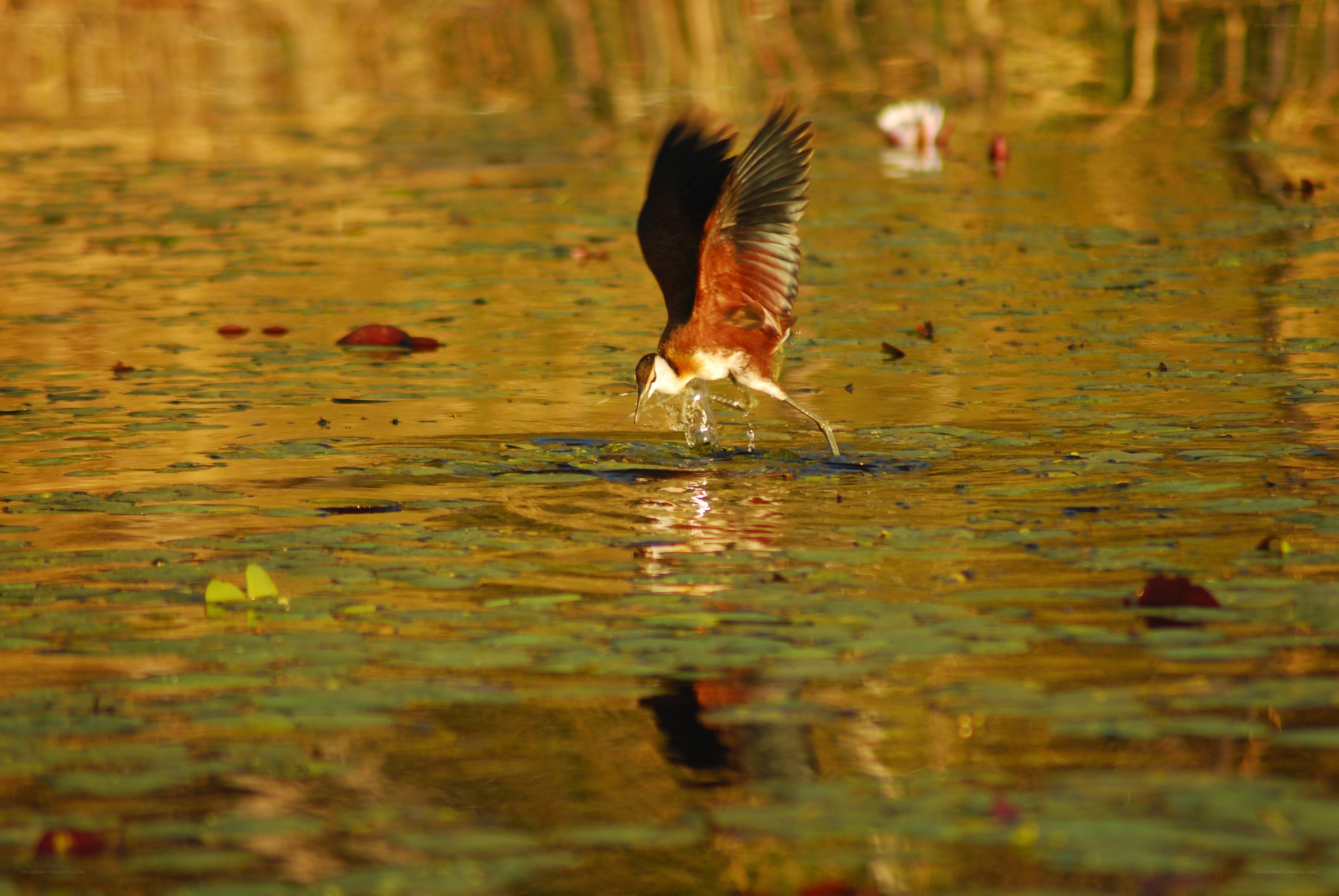 Bird taking flight from water