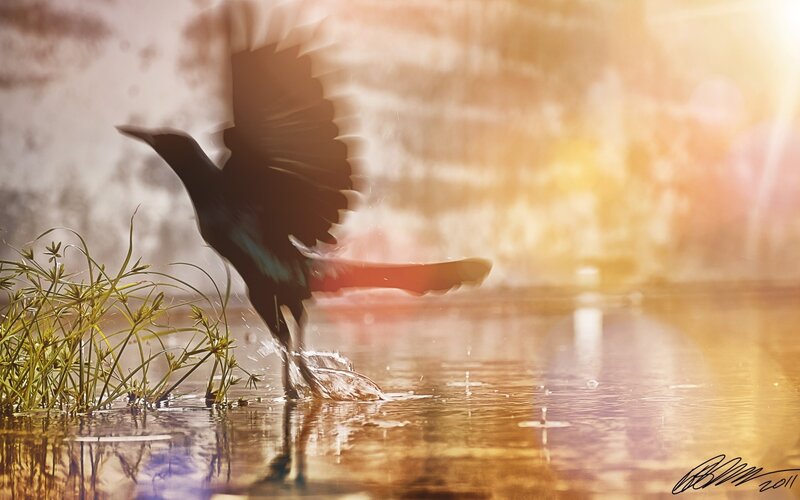 bird taking flight from water