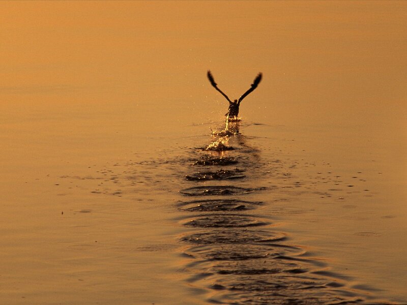 Bird taking flight over water