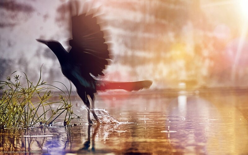 Bird Taking Off from Water — Black