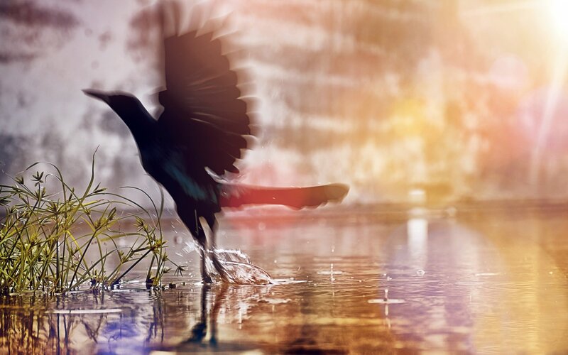 Bird Taking Off from Water — Brown