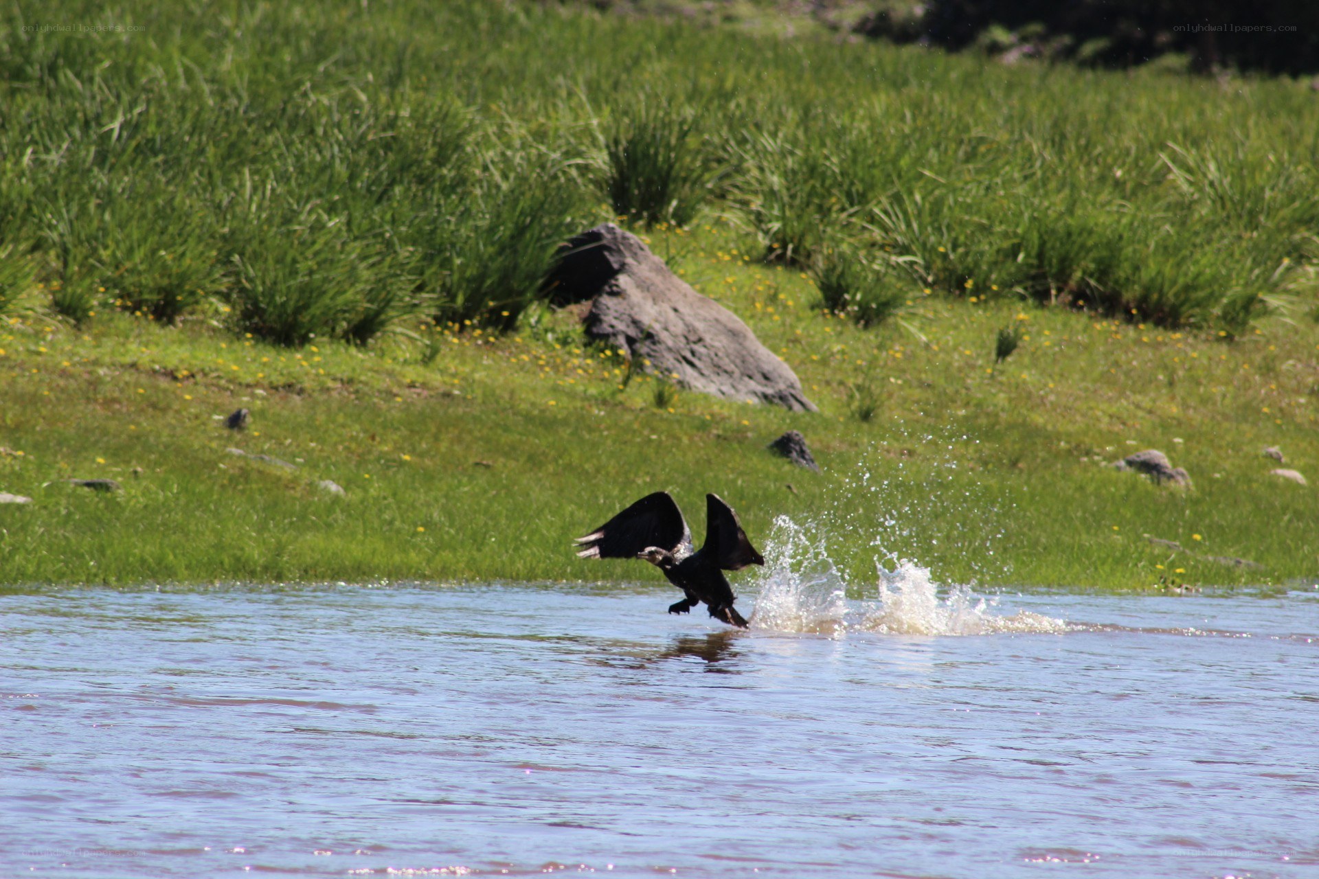 Bird taking off from water