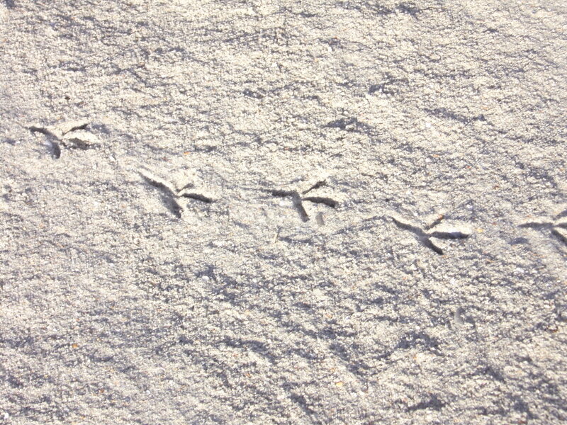 bird tracks in sand