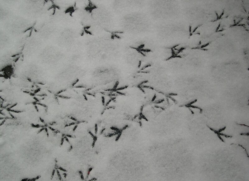 bird tracks in snow