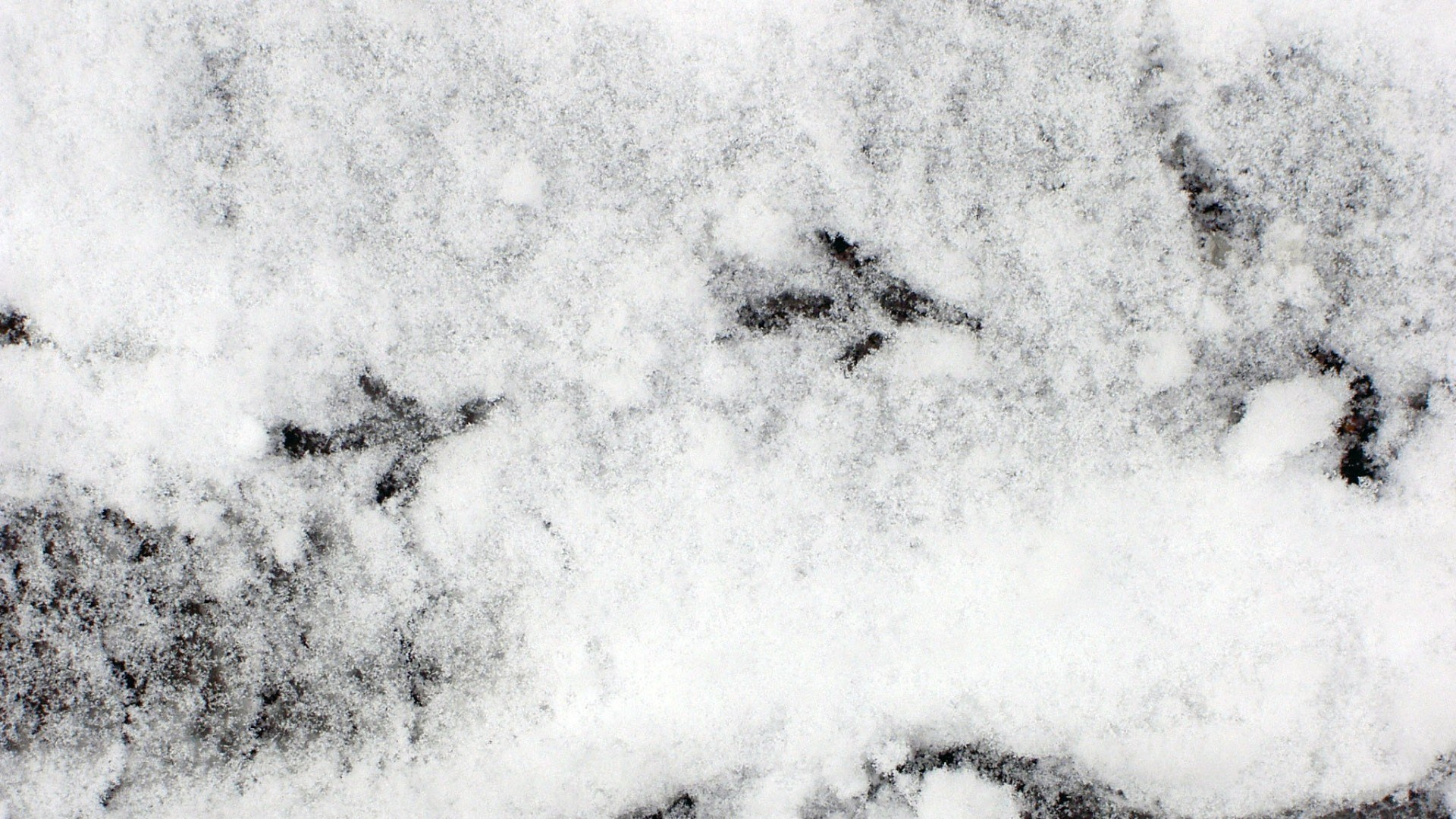 bird tracks in snow