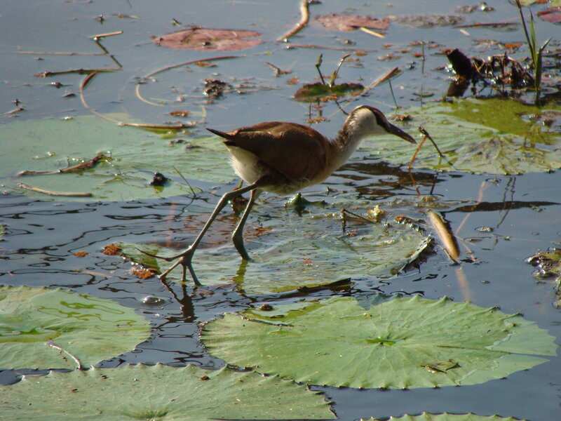 Bird Walking on Lily Pads — Green