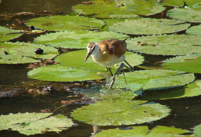 Bird Walking on Lily Pads