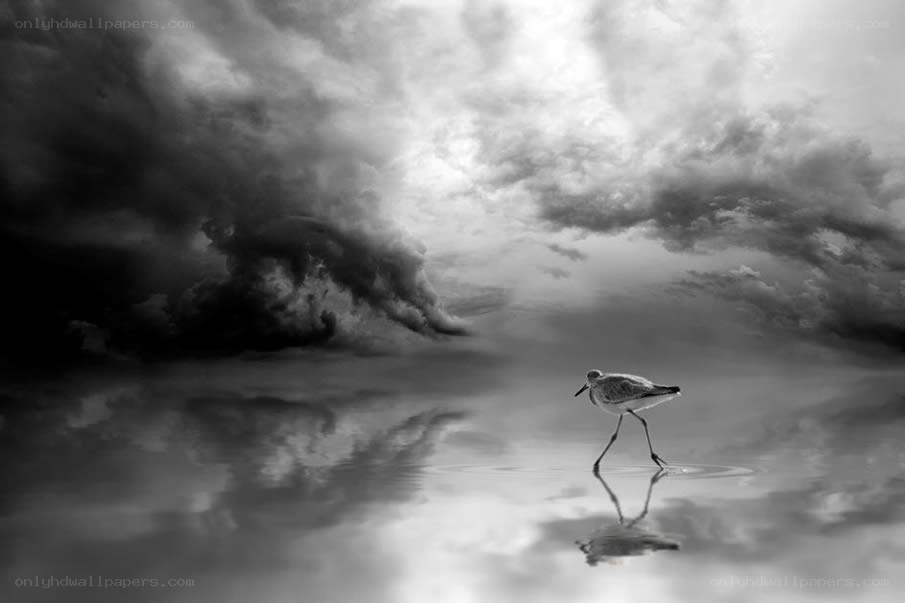 Bird walking on water