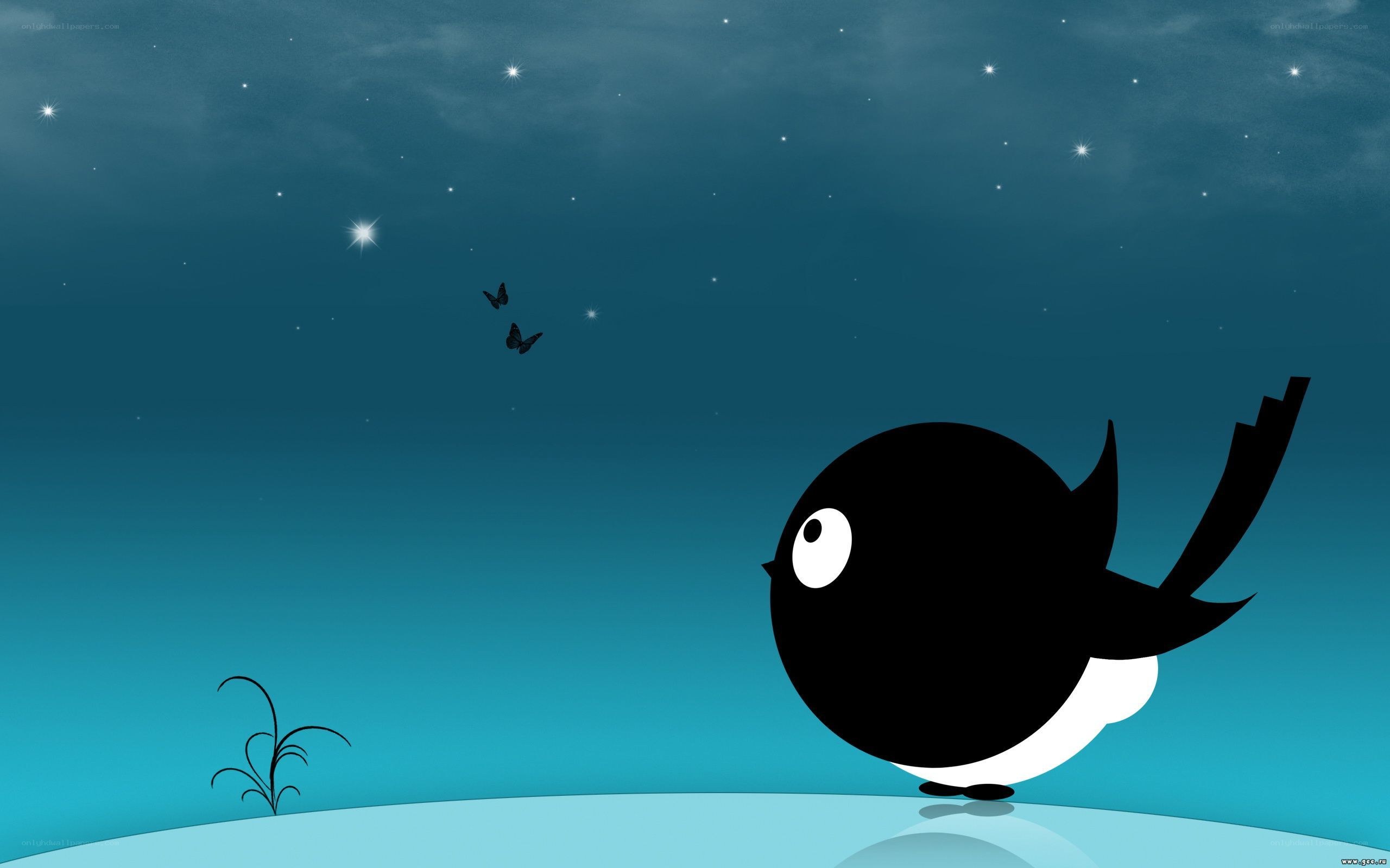 bird watching stars