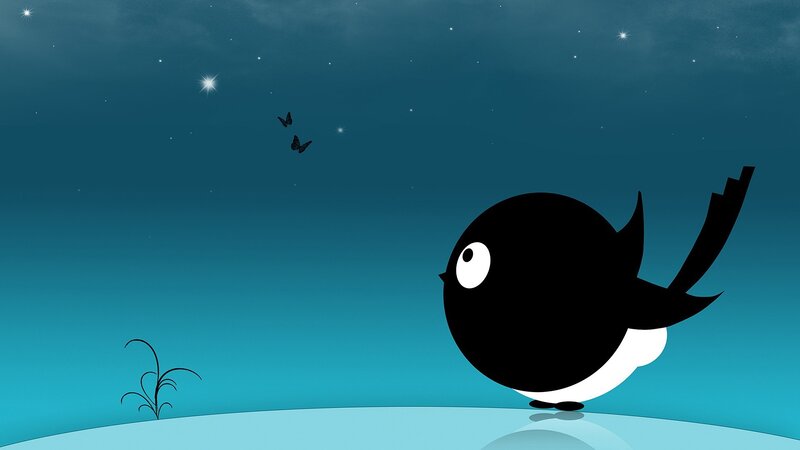bird watching stars