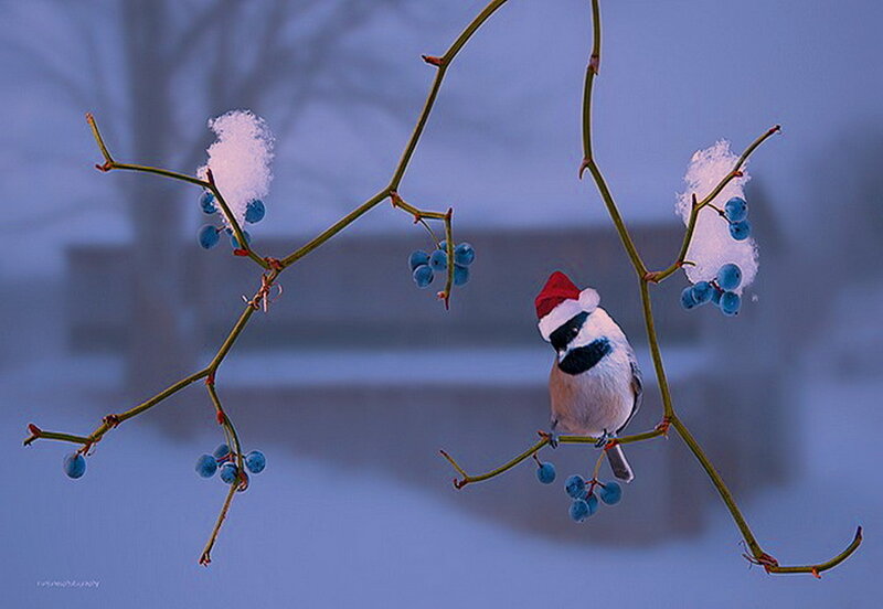 Bird Wearing Santa Hat — Blue