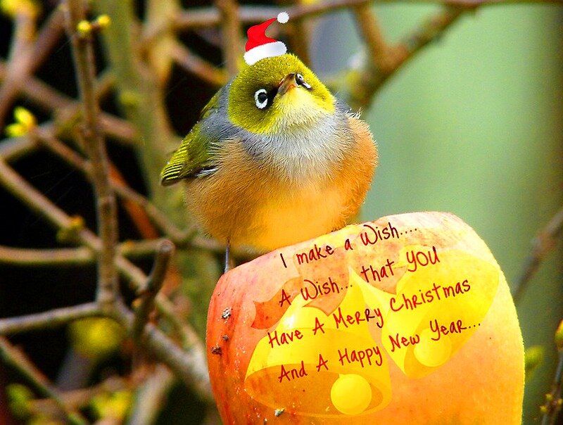 Bird Wearing Santa Hat — Green