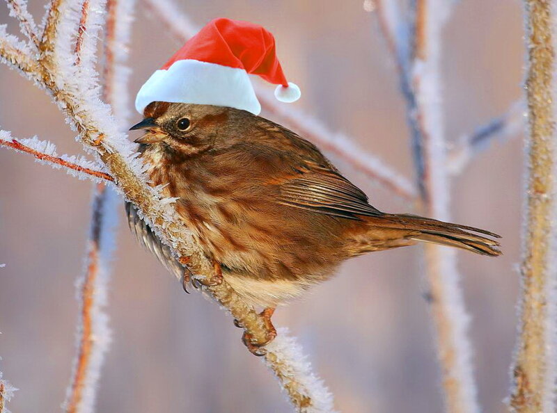 Bird Wearing Santa Hat