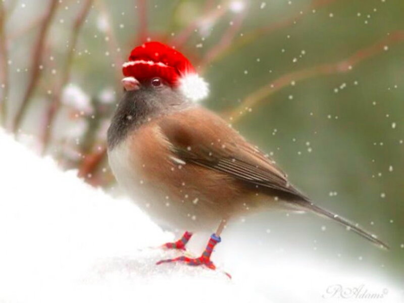Bird Wearing Santa Hat — White