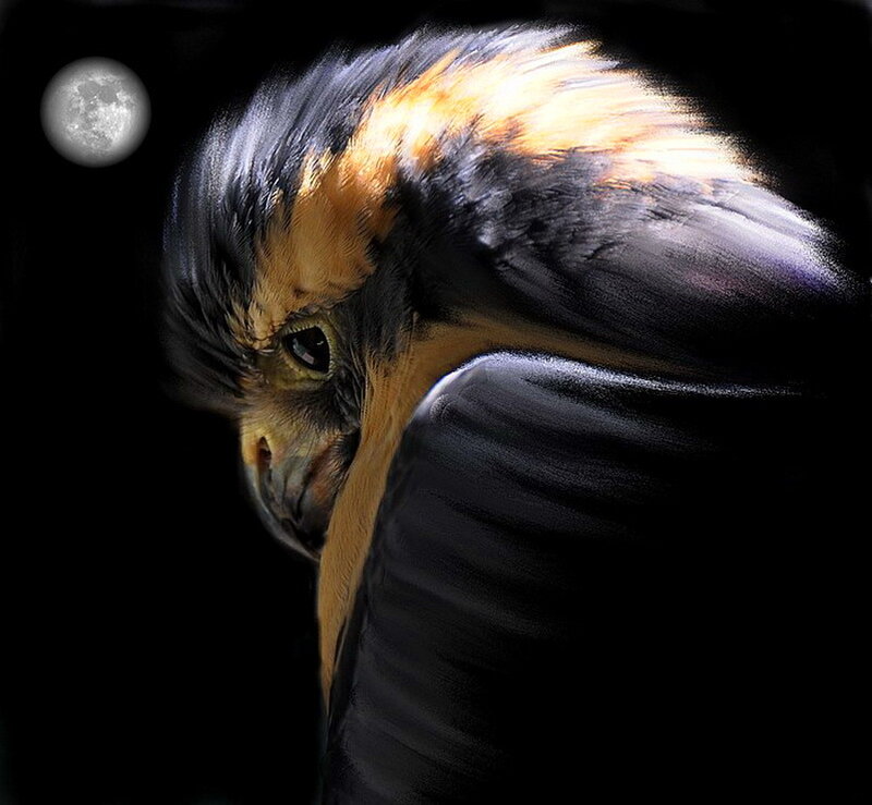 Bird with Black and Orange Feathers