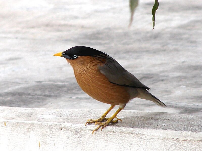 Bird with Black Head