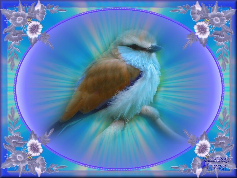 Bird with Blue and Brown Feathers