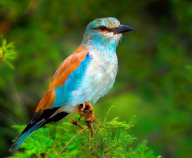 Bird with Blue and Orange Feathers — Calm, Photograph