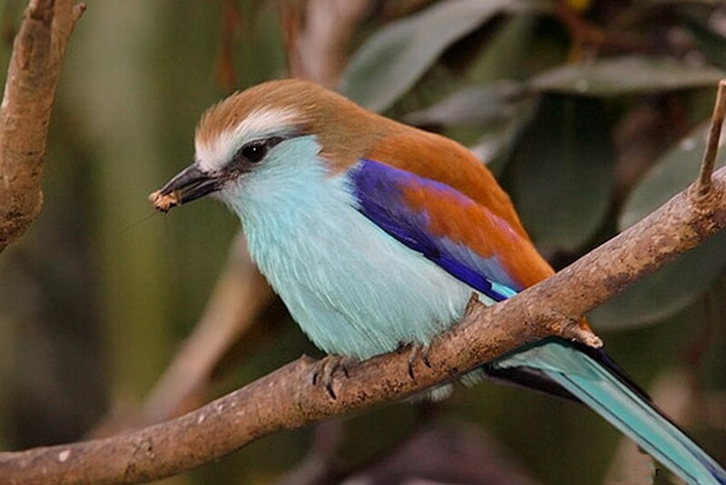 Bird with Blue and Orange Feathers — Calm