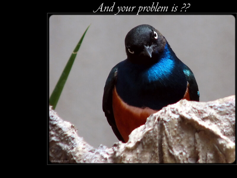 bird with blue and orange feathers