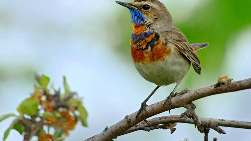 Bird with Blue and Orange Throat