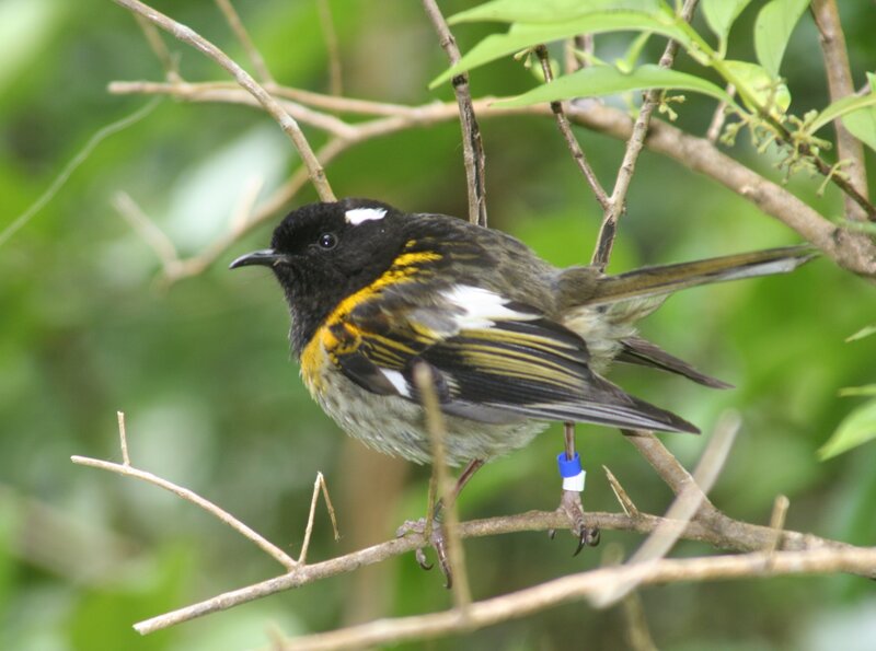 Bird with Blue Band