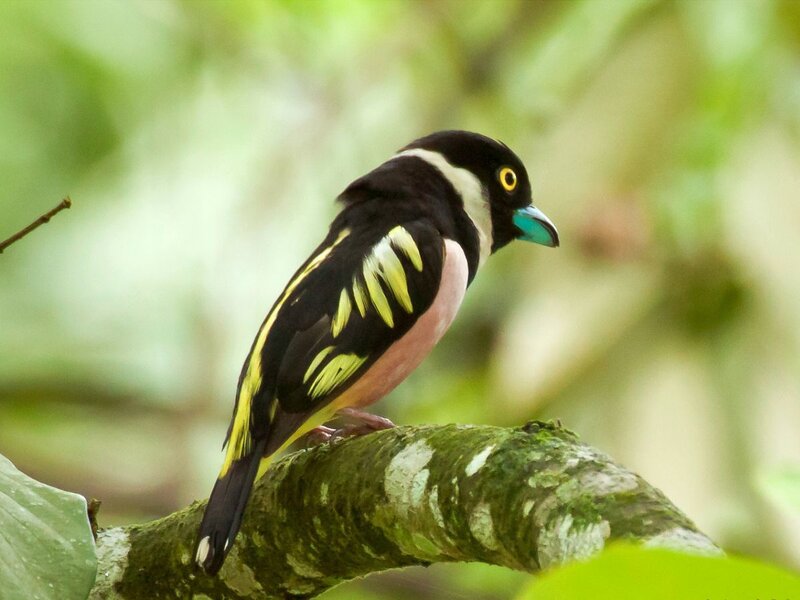 Bird with Blue Beak — Green