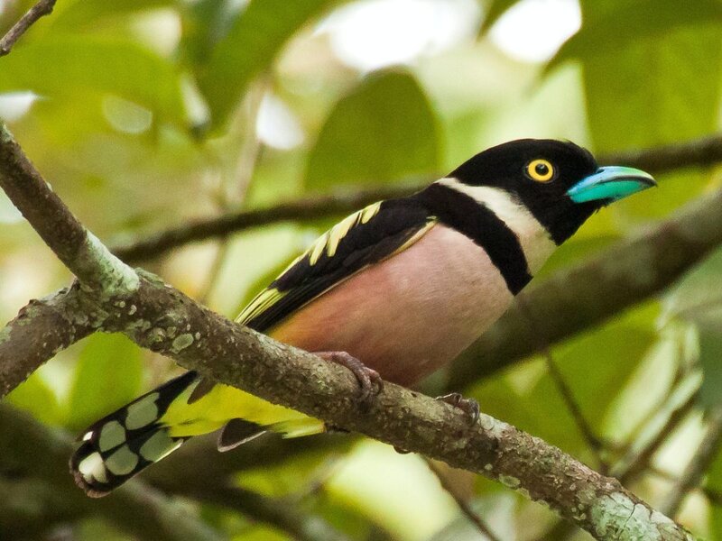 Bird with Blue Beak