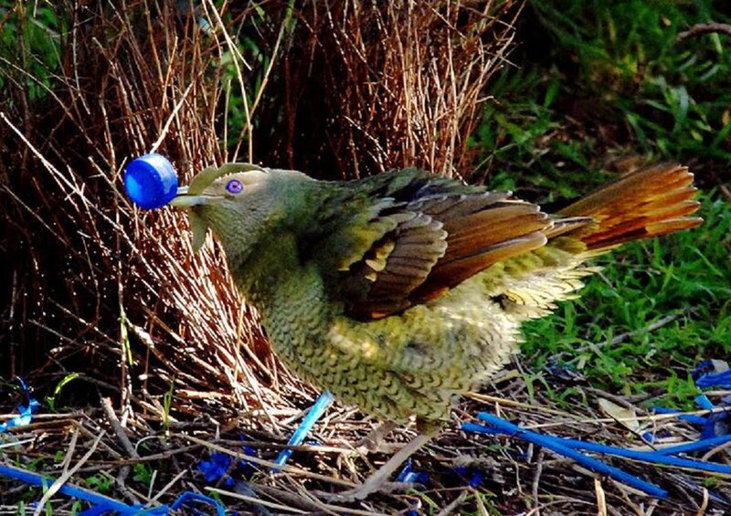 Bird with Blue Bottle Cap