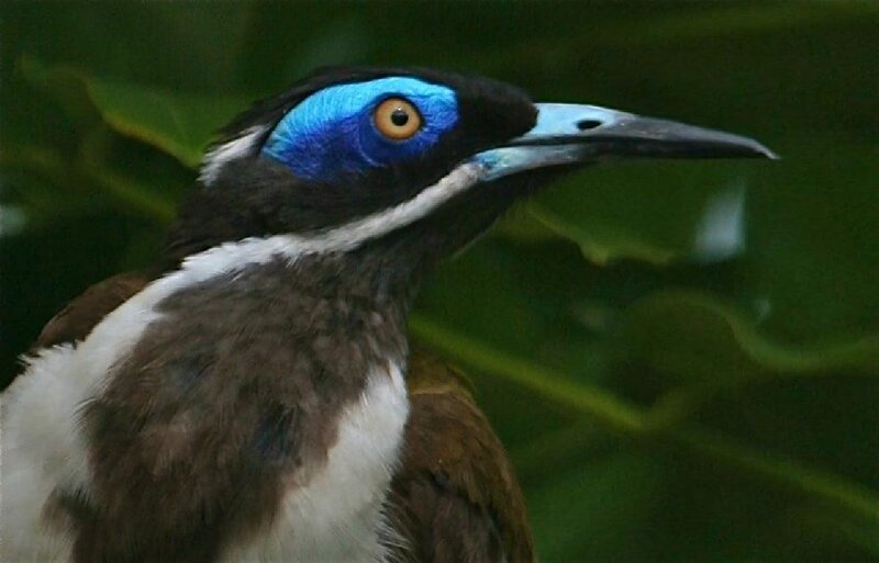 Bird with Blue Eye Patch