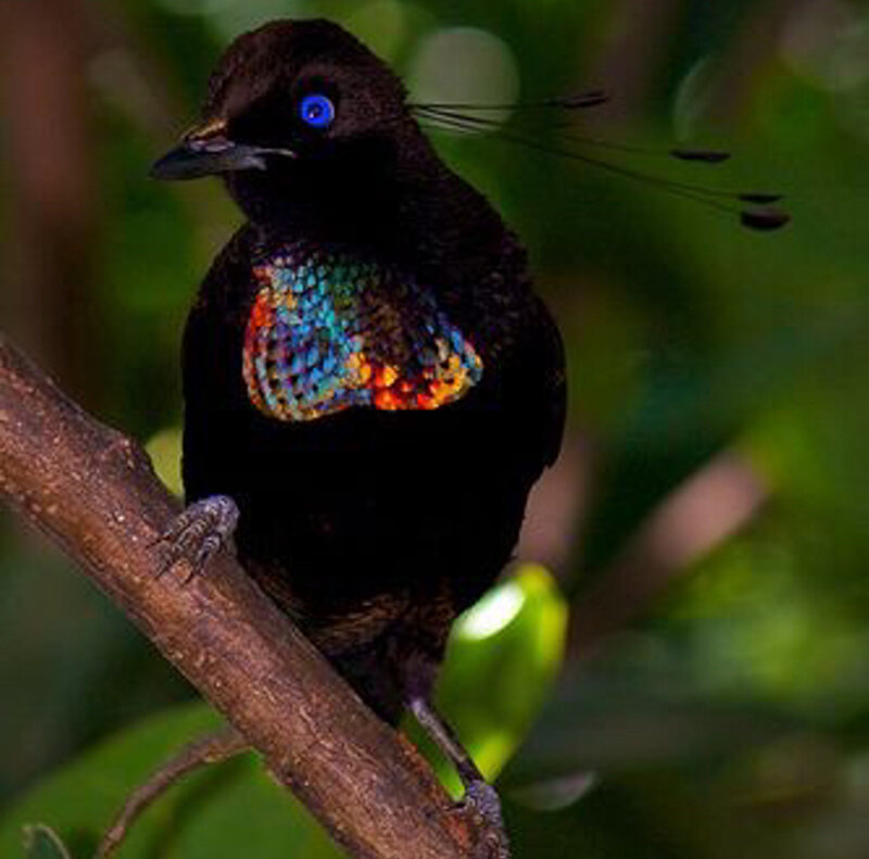 Bird with Blue Eyes — Black