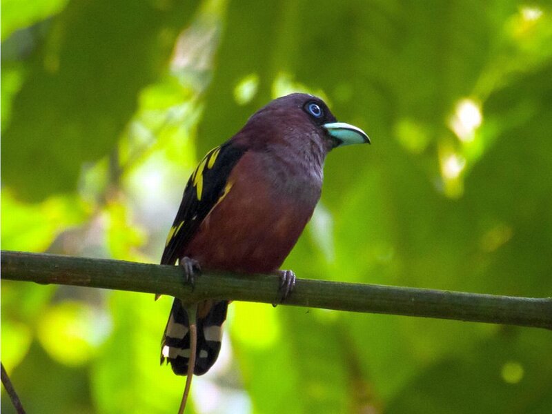 Bird with Blue Eyes — Green