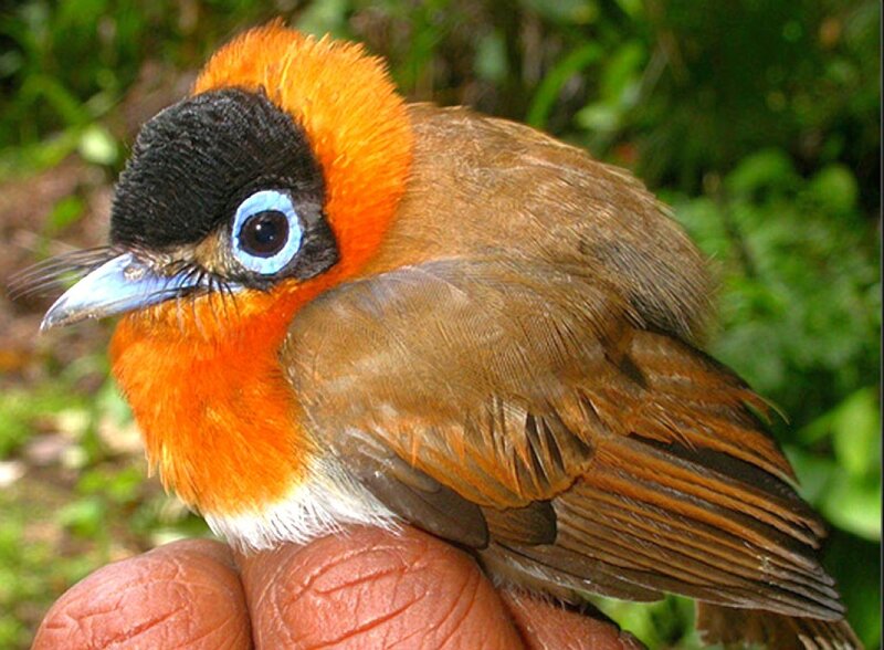 bird with blue eyes