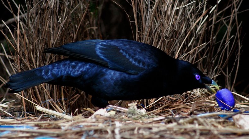 bird with blue object