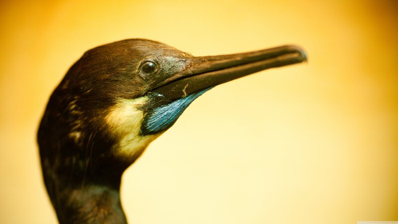 Bird with Blue Throat
