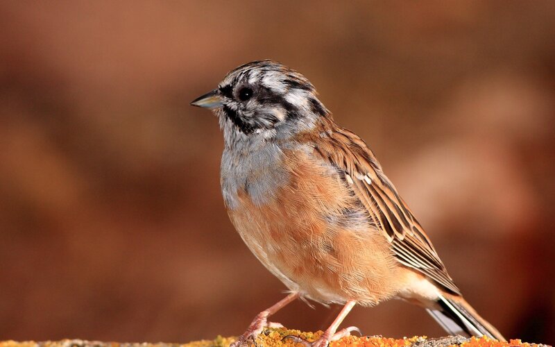 bird with brown and gray feathers