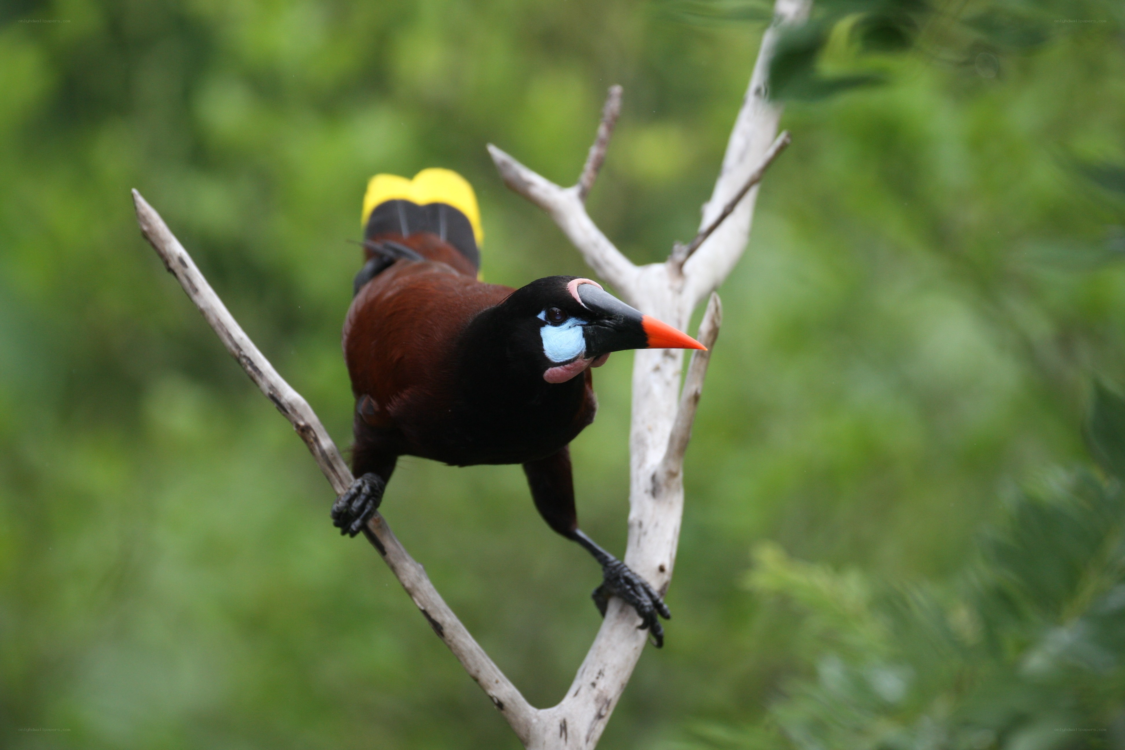 bird with colorful beak perched