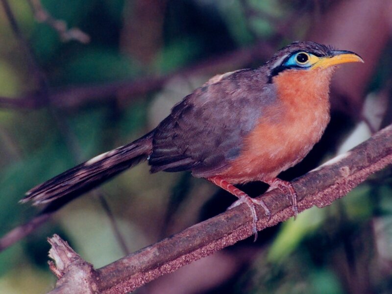 bird with colorful face perched