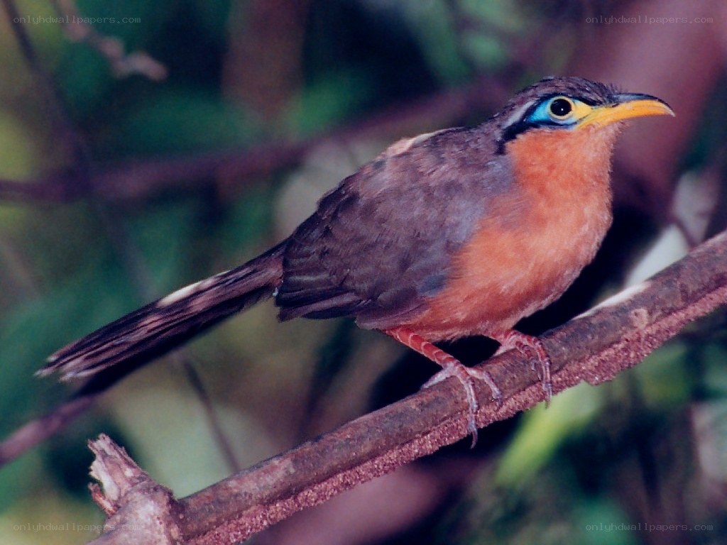 bird with colorful face perched