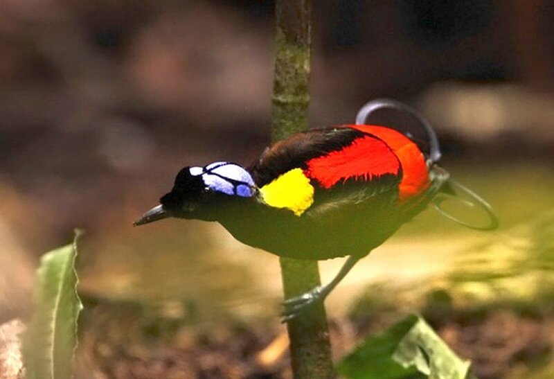 Bird with Colorful Feathers — Red