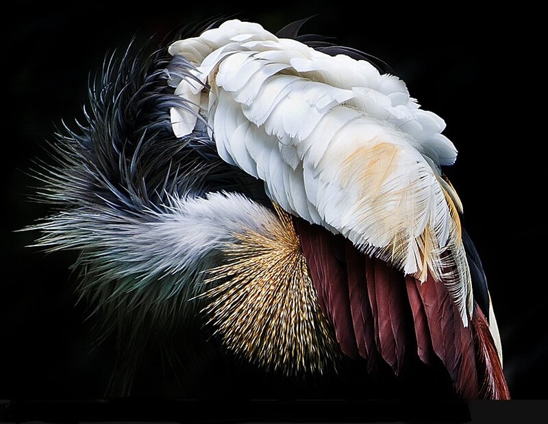 Bird with Colorful Feathers