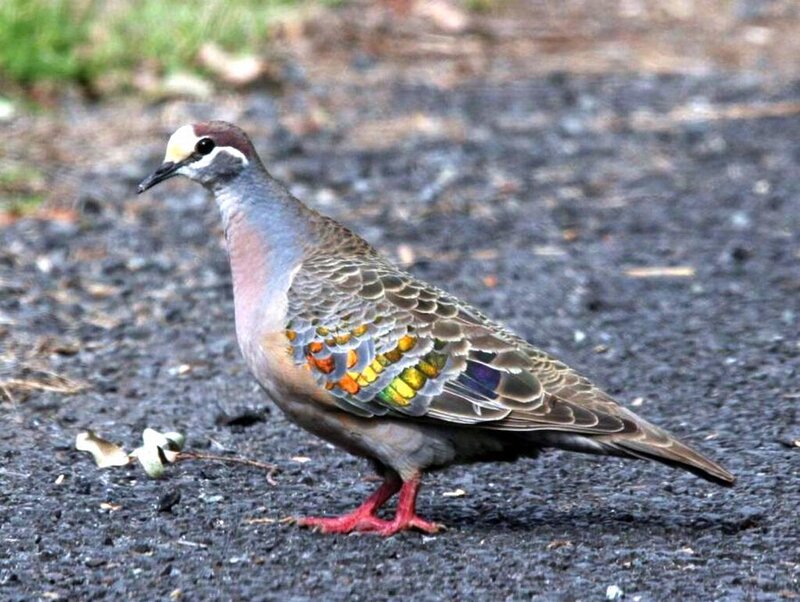 Bird with Colorful Wings — Brown